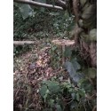 Vegetal-Outdoor végétaux stabilisés pour camouflage mousse island camouflafe CCTV camera